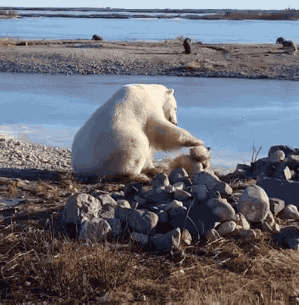 北极熊 小熊 海边