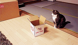 猫咪 钻进纸箱 地板 摔倒
