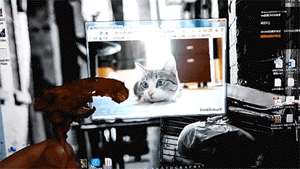 电脑 猫咪 跟着转 肉肉