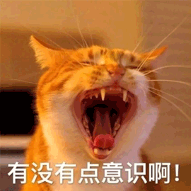 意识 猫