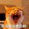 意识 猫 搞怪 逗