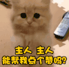 猫咪 抱拳 主人主人能帮 我点个赞吗