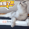 萌星人 猫咪 妩媚多姿 姿势