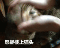 喵星人 搓猫头 卡通 逗比