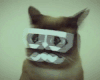 猫咪 眼镜 舌头 可爱
