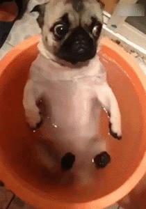 狗狗 洗澡 搞笑 萌宠