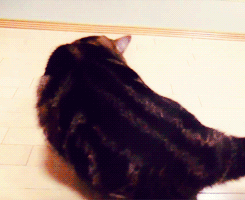 猫咪 玩耍 纸壳 把头藏起来