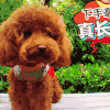 萌宠 狗狗 泰迪 真长见识