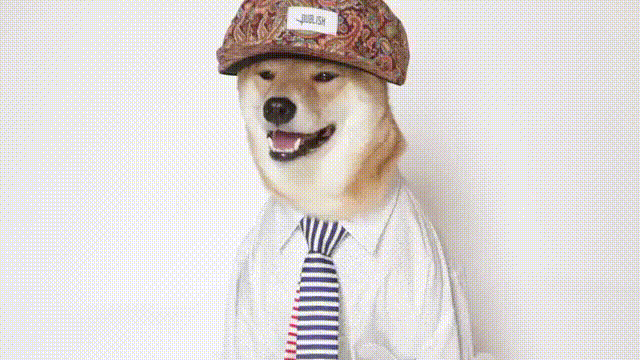 狗狗 帽子 领带 白衬衣