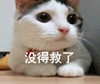 萌宠 喵星人 没得救了 无药可救 调皮 可爱