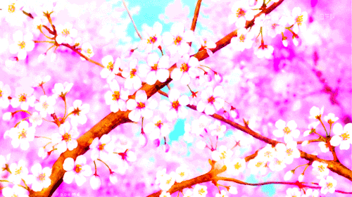 桃花 粉色 漂亮 花瓣掉落