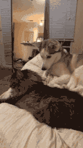 搞笑 萌宠 狗