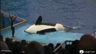 鲸鱼    海洋 动物 表演