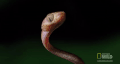 蛇 snake animal 舌头 动物