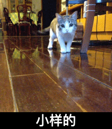 小样的 猫咪 向前跑 地板