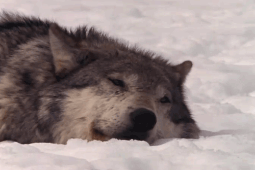 雪狼 自然 睡觉 慵懒 雪地 冬天