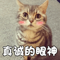 猫 萌宠 喵星人 真诚的眼神 soogif soogif出品