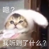 萌宠 喵星人 嗯？ 我听到了什么 搞怪 逗