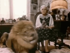 萌宠 狮子 lion