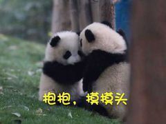 萌宠 熊猫 摸摸头 摸头杀 搞怪 呆萌