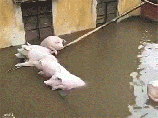 猪 被淹 可怜 水灾