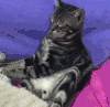 猫咪 睡觉 喵星人 坐着