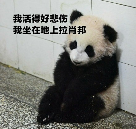 熊猫 可爱 呆萌 斗图 我活得好悲伤 我坐在地上拉肖邦