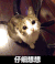 仔细想想 猫咪 眼神 胡子