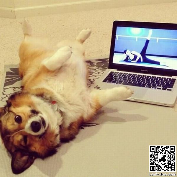 狗 学瑜伽 看电脑 可爱