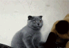 小猫 伸舌头 搞笑 惊讶