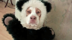 狗狗 熊猫 懵 逗逼 panda