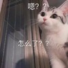 萌宠 猫星人 嗯 怎么了 呆萌 可爱