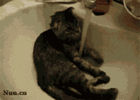 小猫 水龙头 喝水 洗澡
