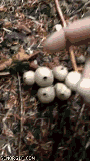 蘑菇 mushrooms nature 自然 植物