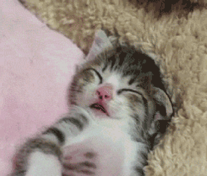 小猫 懒惰 伸懒腰 困倦