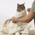 萌宠 猫星人 穿衣 精致 享受 搞怪