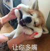 萌宠 汪星人 让你多嘴 捏你脸 搞怪 逗