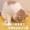 萌宠 猫星人 不知道哪里错了 认错 呆萌 逗