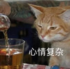 萌宠 猫星人 心情复杂 无奈 呆萌 可爱
