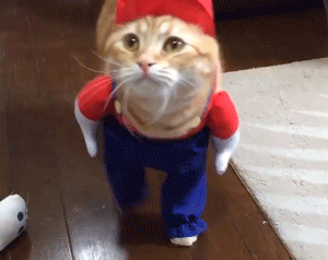 猫咪 衣服 小红帽 可爱