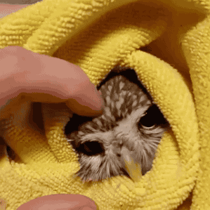 猫头鹰 享受 萌宠 浴巾 Owl