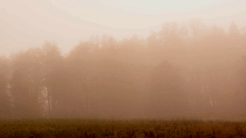 森林 雾霾 能见度 空气污染