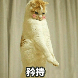 猫 矜持 卖萌