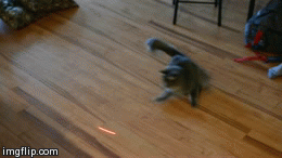猫咪 转圈 激光  可爱的