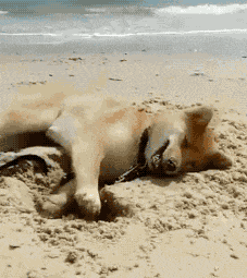 小狗 可爱 沙滩 挖坑