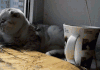猫 能 不小心