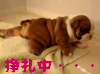 萌宠 挣扎中 萌宠爱搞笑