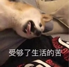 萌宠 汪星人 受够了生活的苦 难受 呆萌 可爱