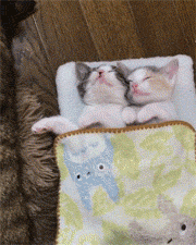 猫咪 睡觉 安静 和谐