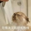 萌宠 喵星人 无情浇灭我所有的热情 淋雨吧 憨憨 可爱